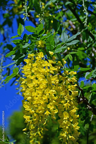 Obraz na płótnie Beautiful golden chain flowers blooming and cascading under bright blue sky, Fukushima, Japan
