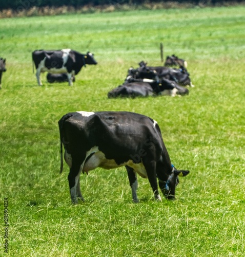 black and white cows