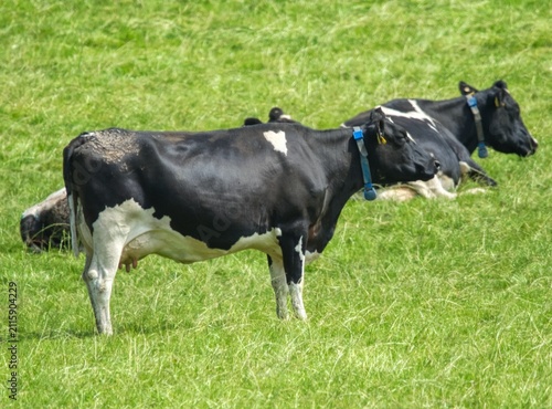 black and white cows