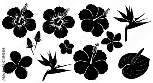 Black silhouettes of tropical flowers and leaves on white background with collection black leaves arranged bird paradise anthurium hibiscus with plumeria