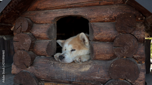 Quadro su tela Cute white dog sitting comfortably inside wooden log kennel in house backyard