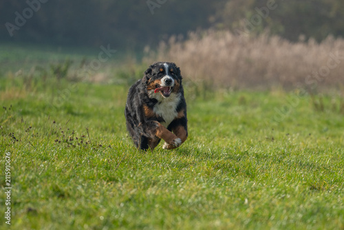The Bernese Mountain Dog is a Swiss dog breed that lives an average of 10 years. It is a giant dog breed, long-haired, tricolor, harmonious and balanced.