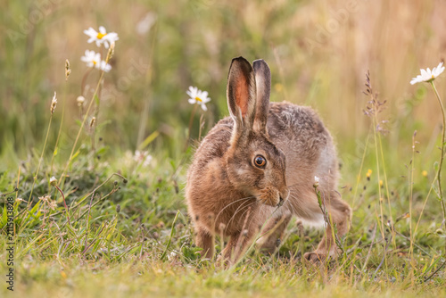 Brown hare in the grass and flowers