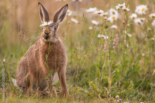 Brown hare in the grass and flowers