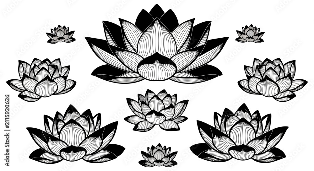 Obraz premium Set of black and white lotus flowers on white background with illustration botanical drawing pattern graphic design symbol nature plant with art