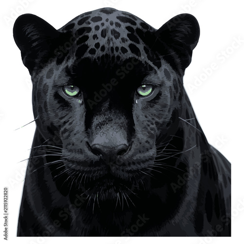 Photography white tiger face