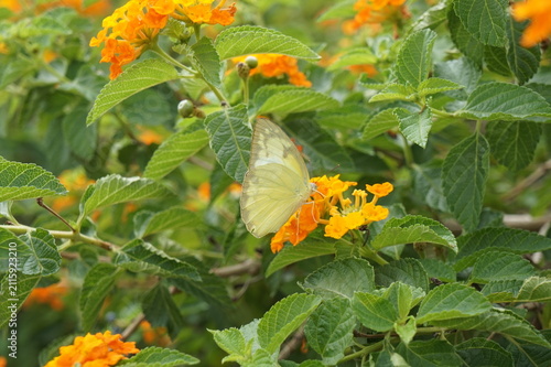 Fotografía A close-up shot of a pale yellow lemon emigrant butterfly feeding on bright orange lantana flowers in a garden