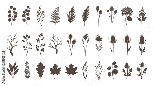 Collection of wild herbs and forest plants vector silhouettes
