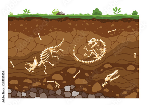Soil layers with bones. Surface horizons with fossil reptile skeleton, upper layer of earth structure with mixture of organic matter, minerals. Buried lizard bones in dirt and underground clay layer