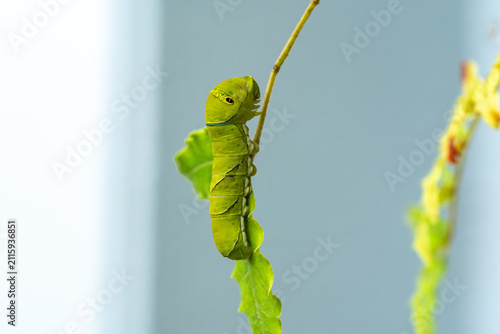 Fotografía アゲハチョウの幼虫