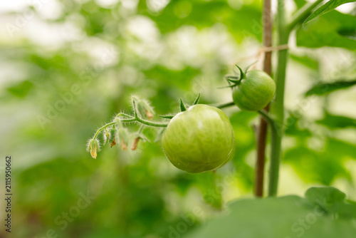 Close-up of unripe green tomatoes growing on the vine inside a greenhouse. Fresh organic vegetables in cultivation, sustainable agriculture, home gardening and healthy food production concept with nat