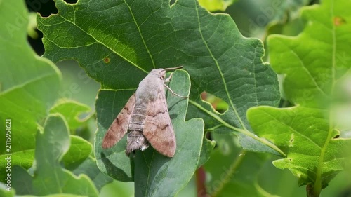 Hummingbird Hawkmoth resting on an Oak Leaf
