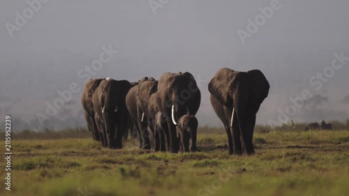 Big Herd of Elephants Walking In a Line in Amboseli, African Wildlife Safari Animals in Kenya, Lots of Elephants Following Matriarch in a Group in Amboseli.