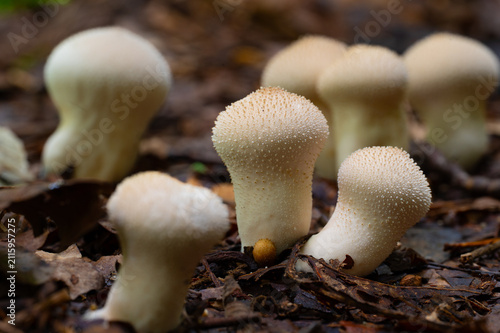 Fotografía Closeup of white puffball mushrooms, Audubon Acres, Chattanooga, Tennessee