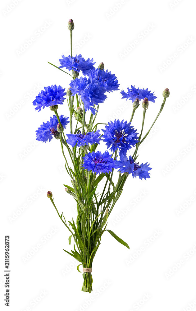 Obraz premium Small bouquet of vivid blue cornflowers with slender green stems, unopened buds, and textured petals isolated on transparent background
