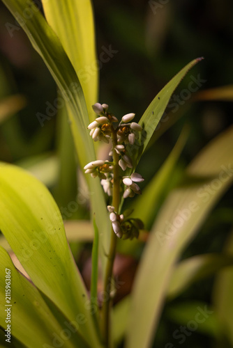 dragonfly on a flower