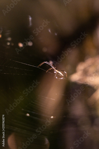 spider on web