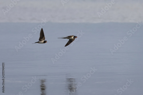 barn swallow