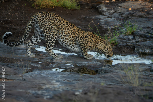 Fotografía A female leopard bending down to drink from a puddle in the rocks, Mashatu (Botswana)