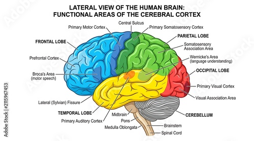 Fotografía Anatomical lateral view diagram of human brain functional cerebral cortex areas