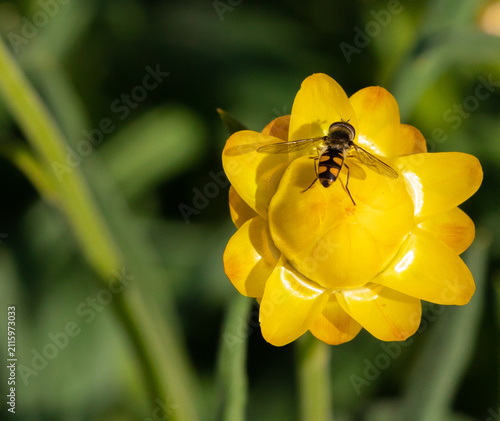 Insect pollinating yellow native Australian flower