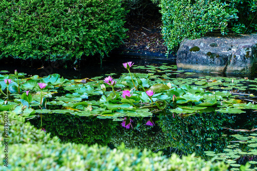 Cuadro en lienzo Vibrant pink water lilies bloom peacefully in a serene botanical garden pond surrounded by lush greenery