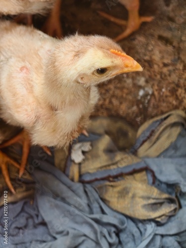 Close-up of a Young Chick with Light Feathers and an Orange Beak Looking to the Side on a Fabric Background