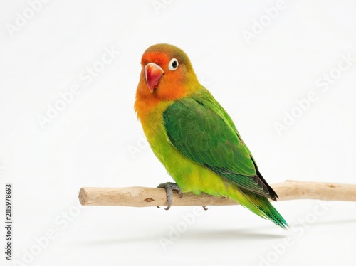 Canvas Print Cute Lovebird Bird Isolated on White for Nature Design