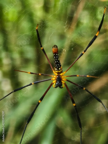 Close-up view of a large golden orb-weaver spider with black and yellow striped legs perched on its intricate web with a blurred green background