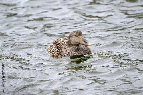 Quadro su tela Eider duck female in the sea