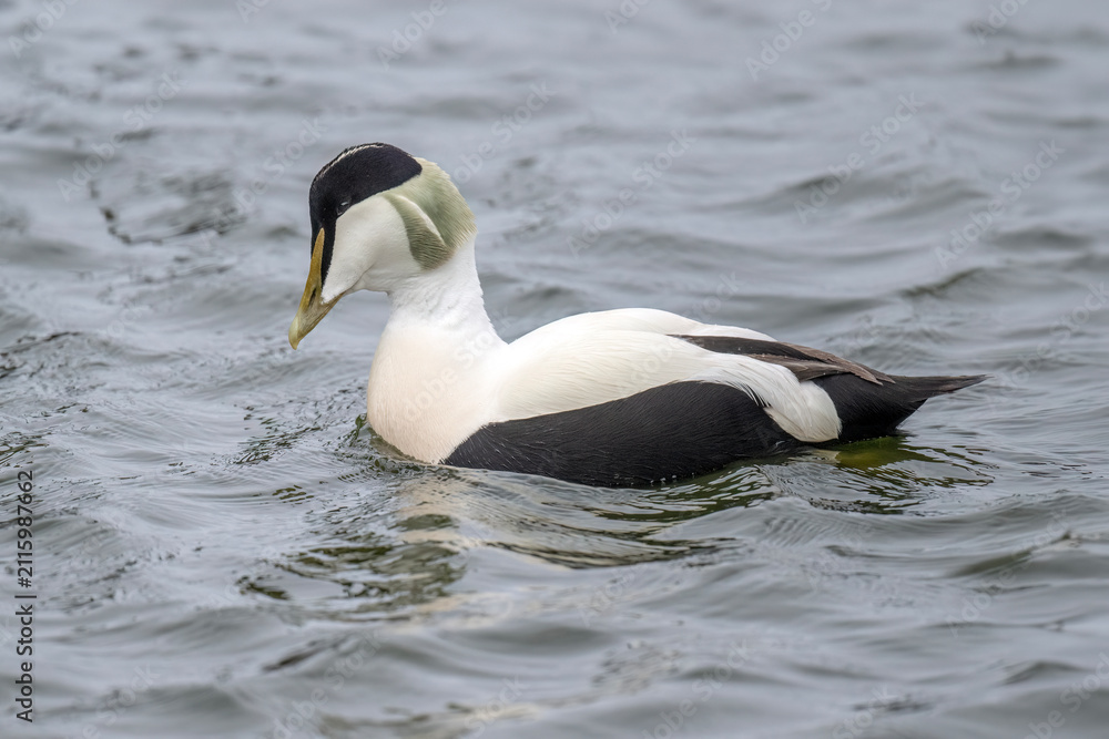 Fototapeta premium Eider duck male in the sea