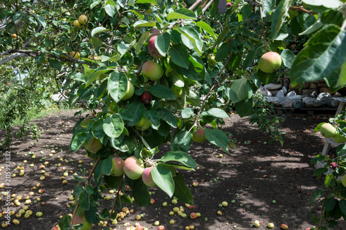An apple tree branch with ripening fruits in the garden.