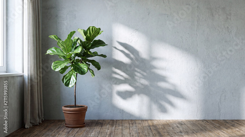 A potted plant with wide green leaves rests on the wooden floor