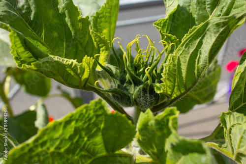 Obraz na plátně Green sunflower bud with curling bracts in a balcony garden