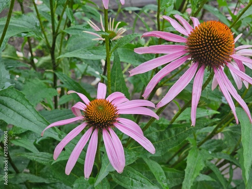 pink flower, Echinacea