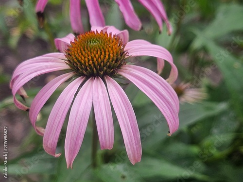 pink flower, echinacea