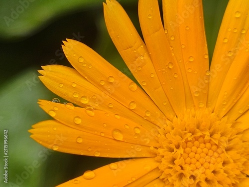 yellow flower