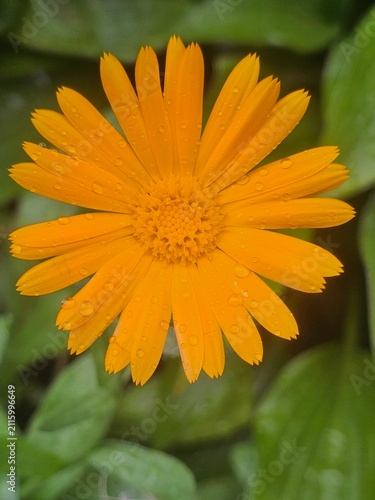 orange flower in the garden