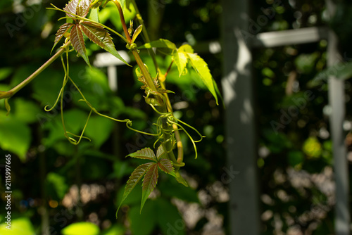 Curling vine tendril and young leaves climbing a garden trellis