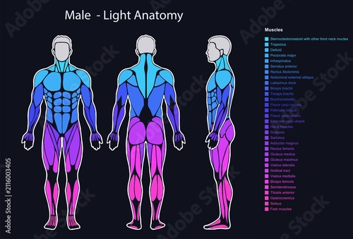 Male body musculature anatomy diagram with neon colors