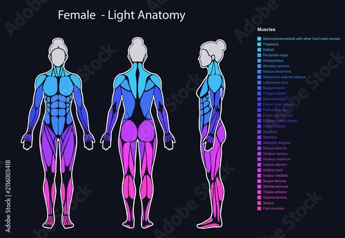 Female human body muscle anatomy chart diagram