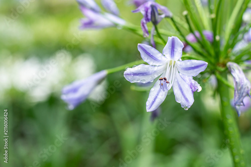 Purple agapanthus flower with raindrops and green background