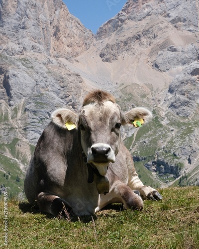 Brown alpine cow resting on mountain pasture in the Italian Dolomites with dramatic rocky peaks