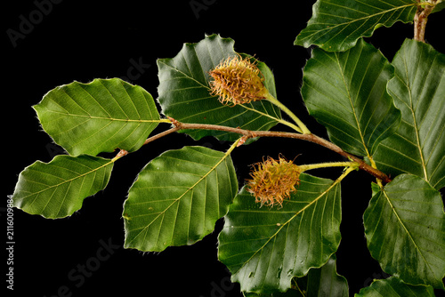 фотографія Leaves and beechnut fruit of Beech Fagus sylvatica,