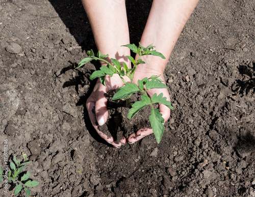 Planting tomato seedlings in open ground.