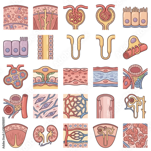 A comprehensive set of anatomical and histological illustrations depicting various human and animal tissues, organs, and cellular structures for scientific study.