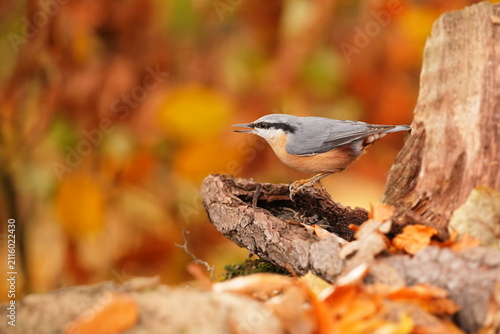 Fotografía A eurasian nuthatch in the nature habitat