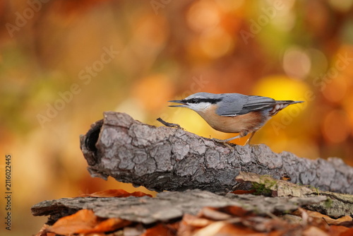 Obraz na plátně A eurasian nuthatch in the nature habitat