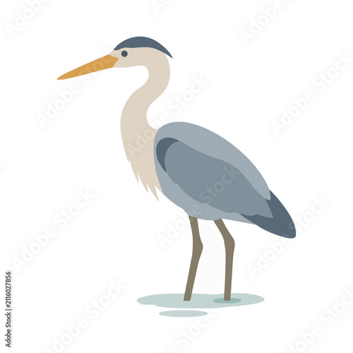 A graceful grey heron standing in shallow water depicted as a detailed flat vector illustration showcasing the elegant bird profile with a long neck and sharp beak for nature and wildlife projects