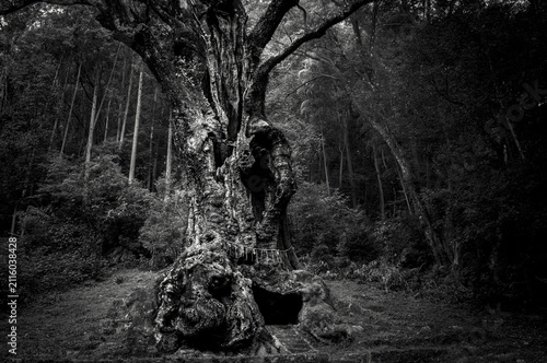Картината върху платно Ancient Giant Camphor Tree of Takeo in Black and White